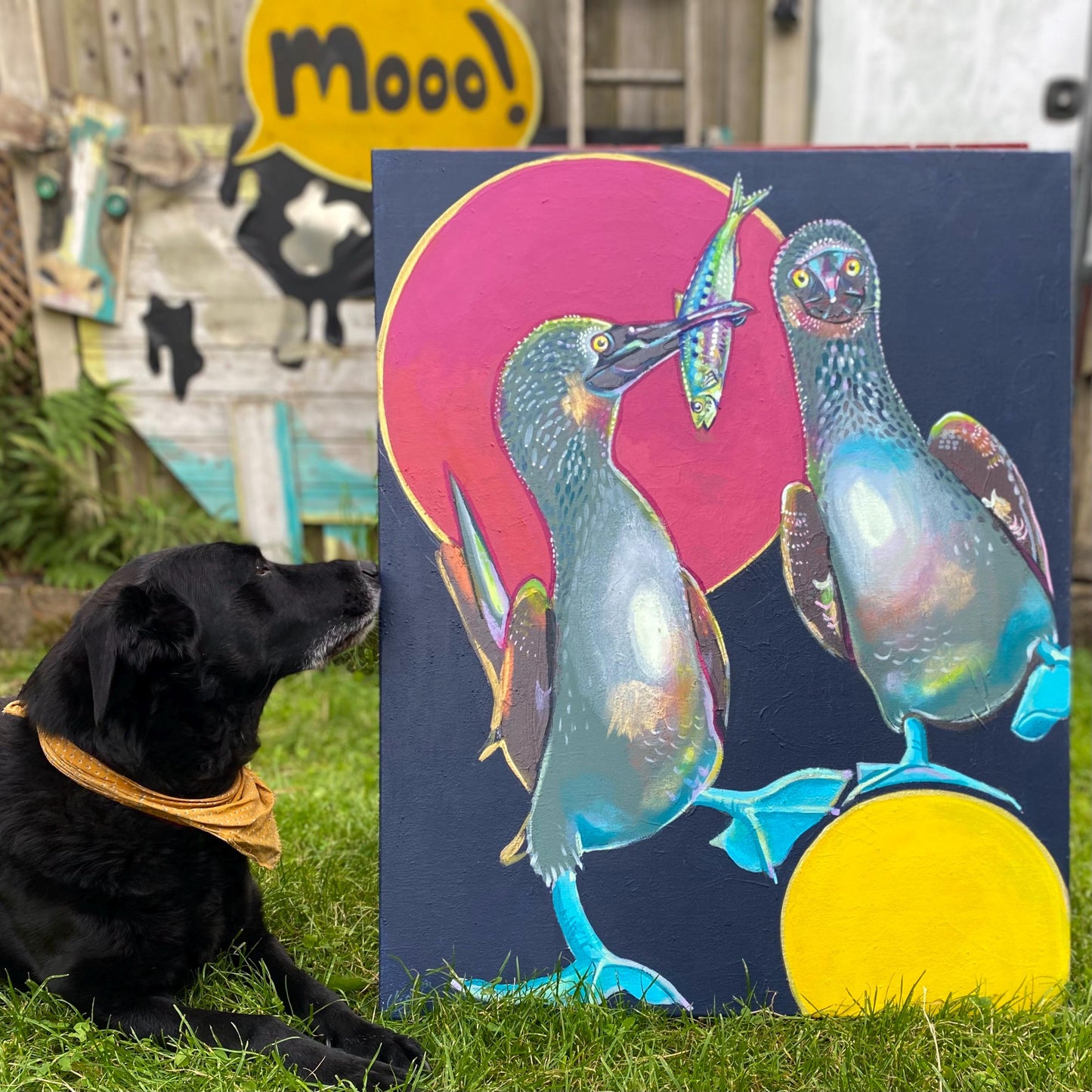 Blue-Footed Boobies (24x30” acrylic on deep canvas)